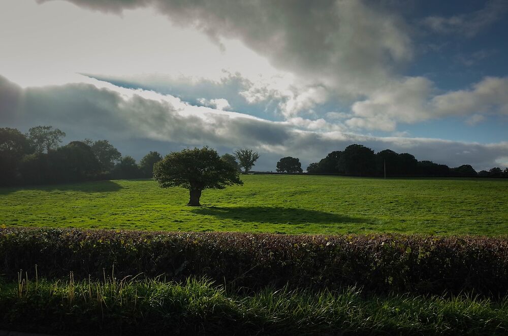 Trees In The Middle of Fields