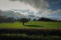 Trees In The Middle of Fields