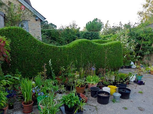 Thuja Hedge