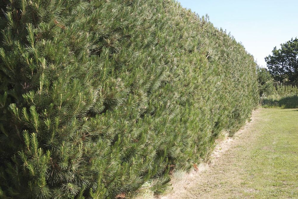 Pine Hedge