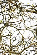 Citrus trifoliata (syn. Poncirus trifoliata or hardy bitter orange)