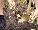Digging for potatoes with a Niwaki Golden Spade