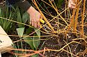 Cutting back Cornus sanguinea with Niwaki Mainichi Secateurs