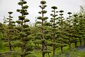 Cloud Pruned Cupressus