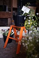 Lucano 2 Step Funky Orange