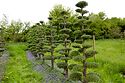 Cloud Pruned Cupressus