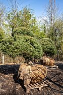 Pinus sylvestris, waiting for its big moment at Chelsea
