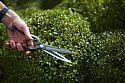 Sentei Topiary Clippers from Niwaki Japan
