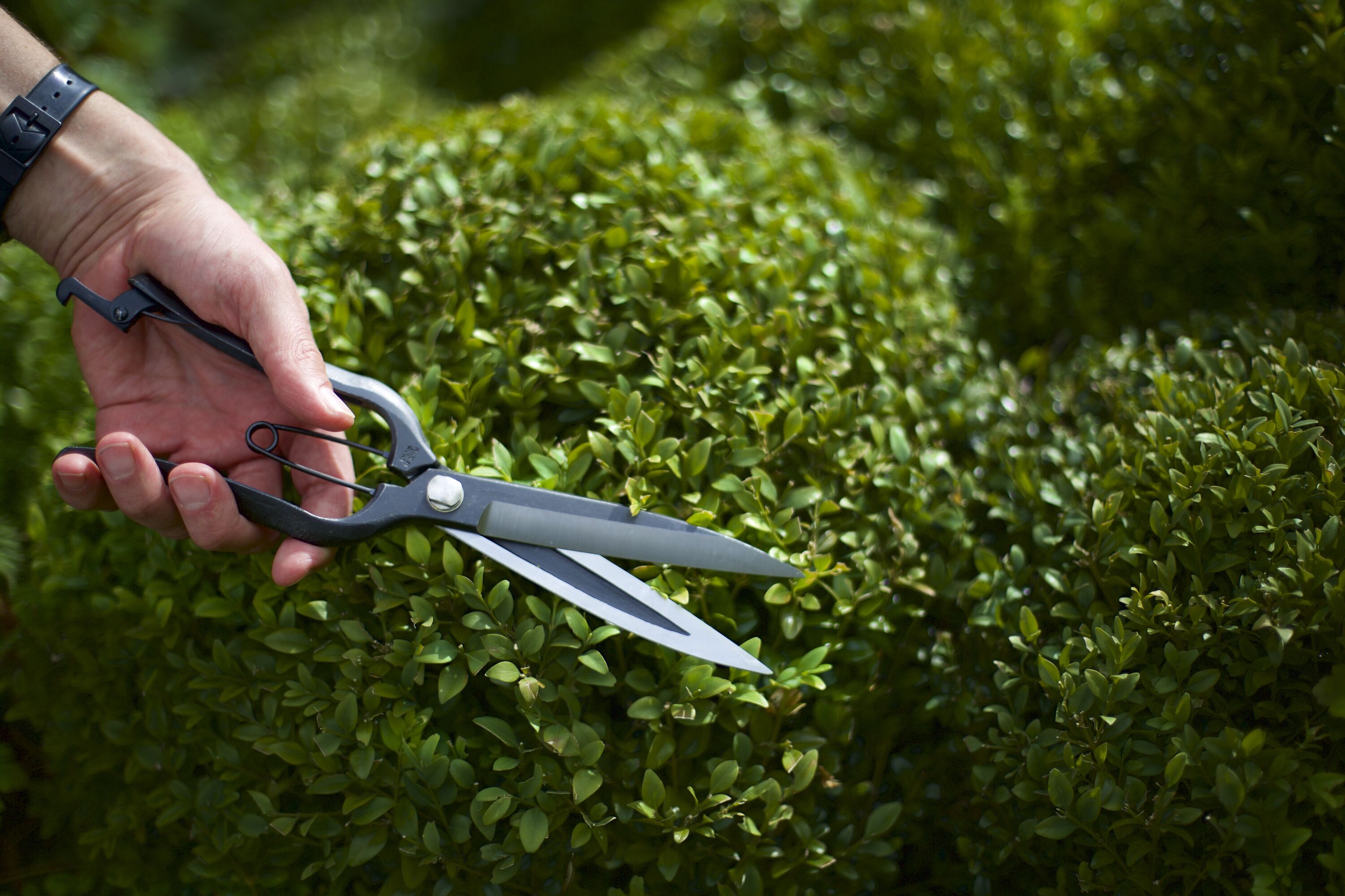 Wakasaya Topiary Clippers