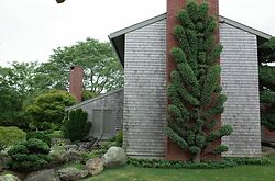 Cloud Pruned Cedar