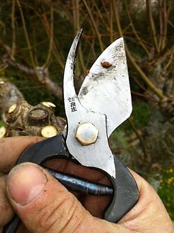 Tobisho Hiryu Secateurs