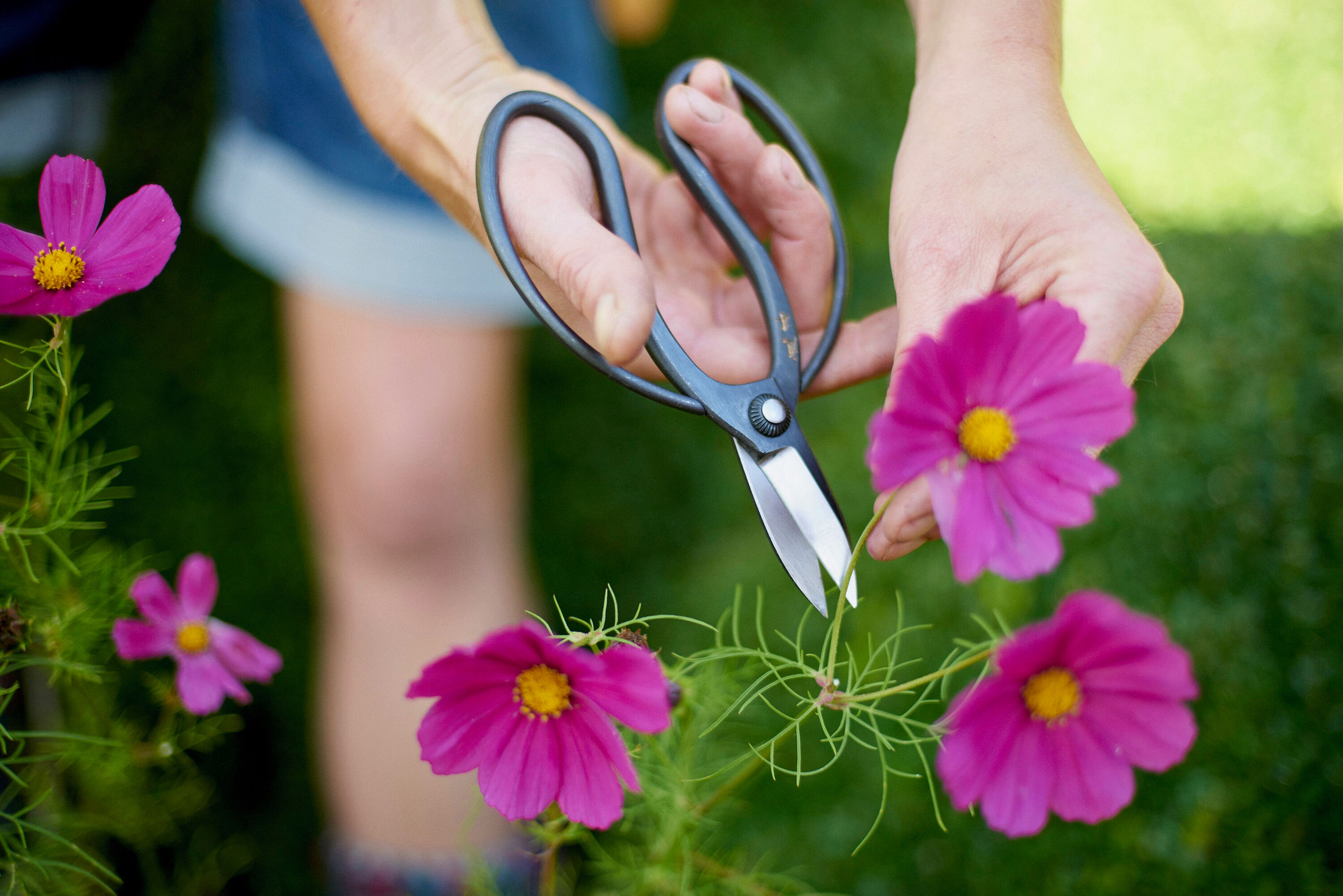 https://www.niwaki.com/media/c/h/0/f8d4ce219c4358aaa166acca791c2e112c2c40e9/rc/3000/2002/1/sentei-garden-scissors-lifestyle.jpeg