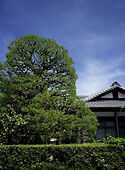 Tenri Kindergarten