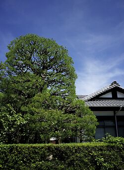 Tenri Kindergarten
