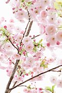 Spring has sprung blossom
