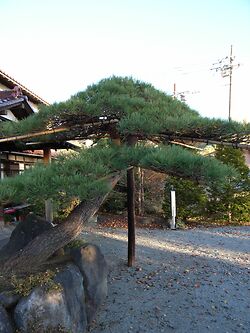 Fuji  Black Pine