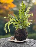 Kokedama Fern