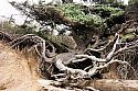 Left to its own devices, the destructive forces of nature create harmony and balance (literally in this case) that offer inspiration for all sorts of gardening pursuits, from bonsai shaping to cloud pruning