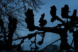 Pleached Limes 1