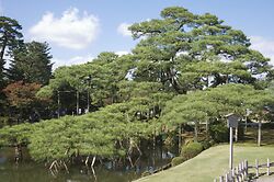 Tree Trip to Japan