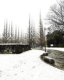 Ginkgo avenue in Meiji Jingu in snow