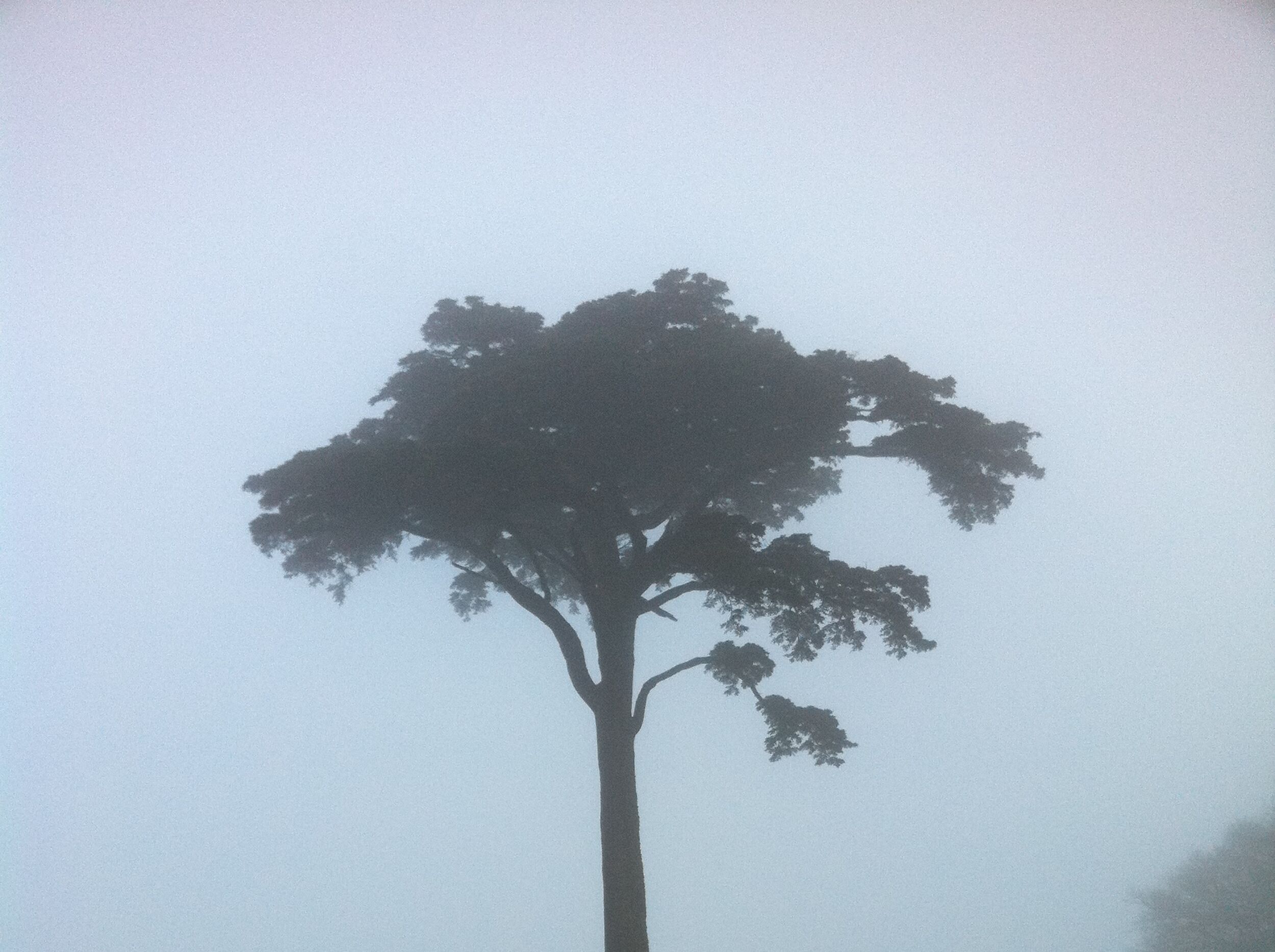 Cedar of Lebanon
