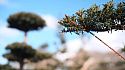 Niwaki Pruning