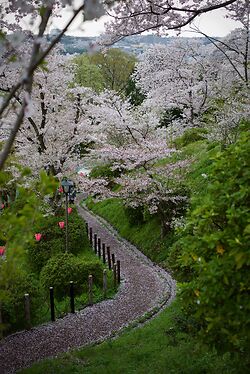 Cherry Blossom At Takidanifudo