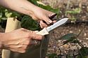 Niwaki S Type Mini Hori Hori: trimming beans with the serrated edge