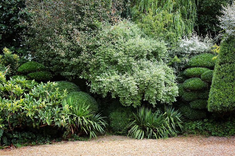 Jake Hobson - Japanese Cloud Pruning Specialist, Topiary Expert and ...