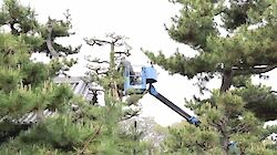 Black Pine Pruning at Nanshu-ji, Sakai.
