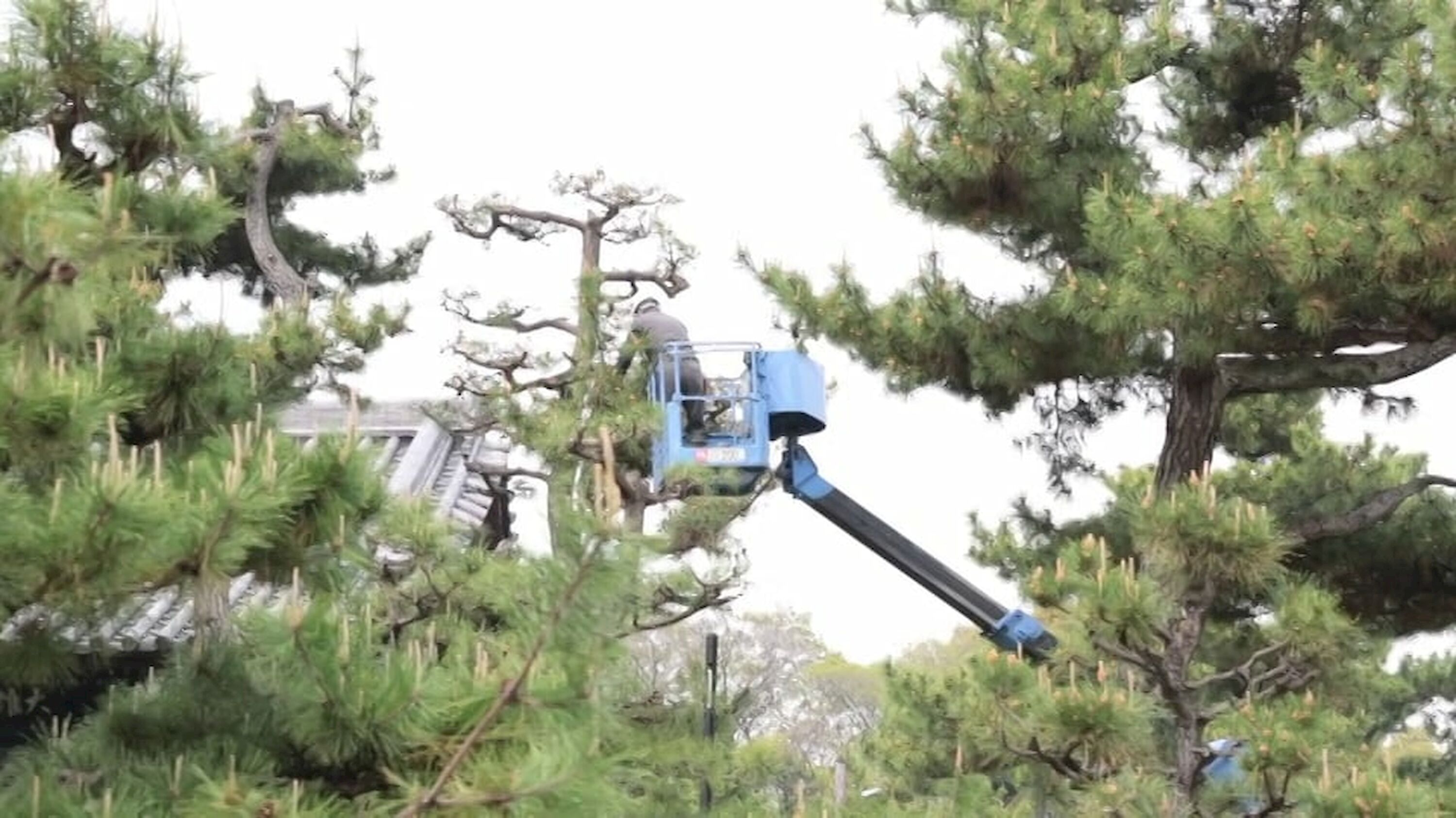 Black Pine Pruning at Nanshu-ji, Sakai.