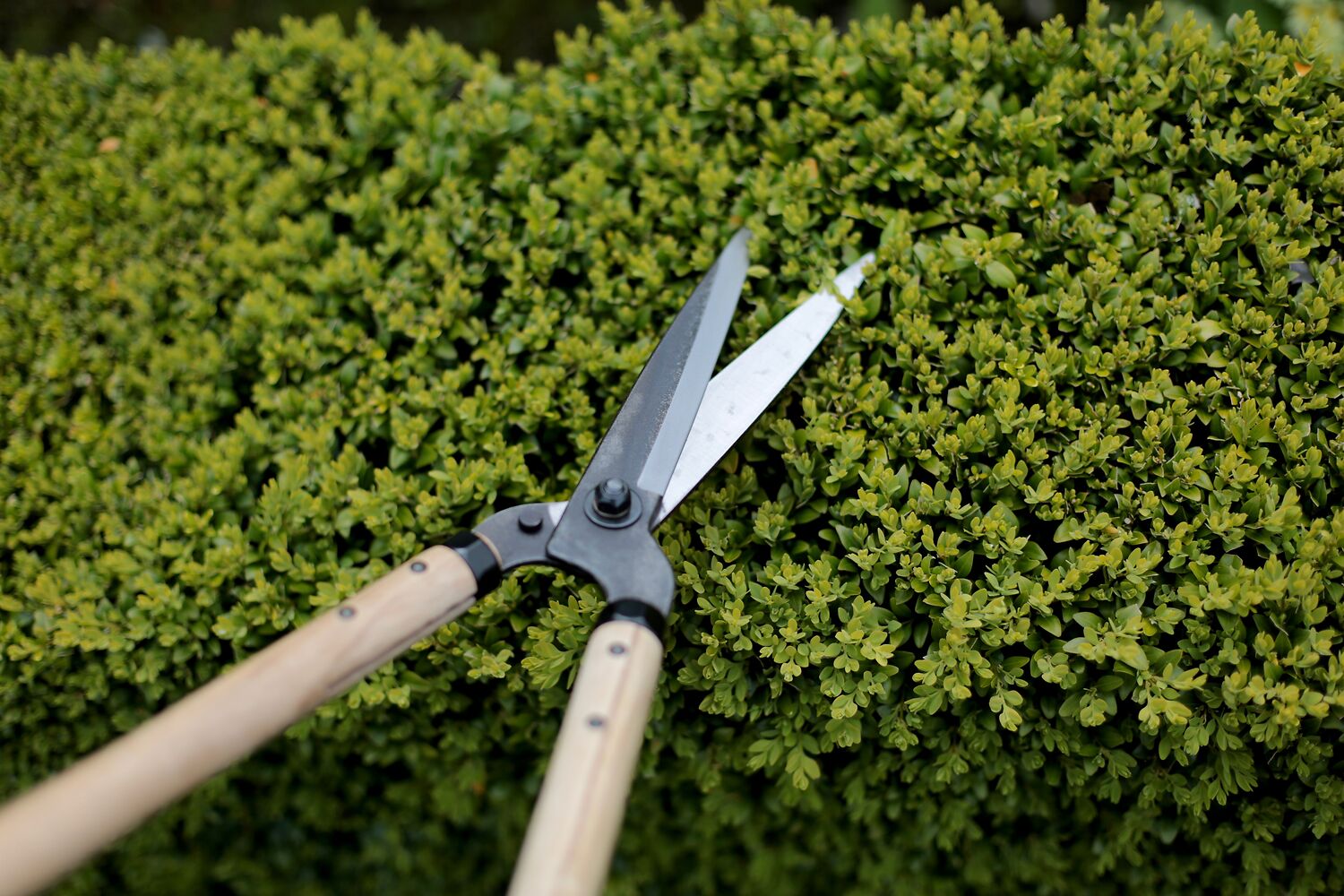 Niwaki Garden Shears Used All Over The Garden