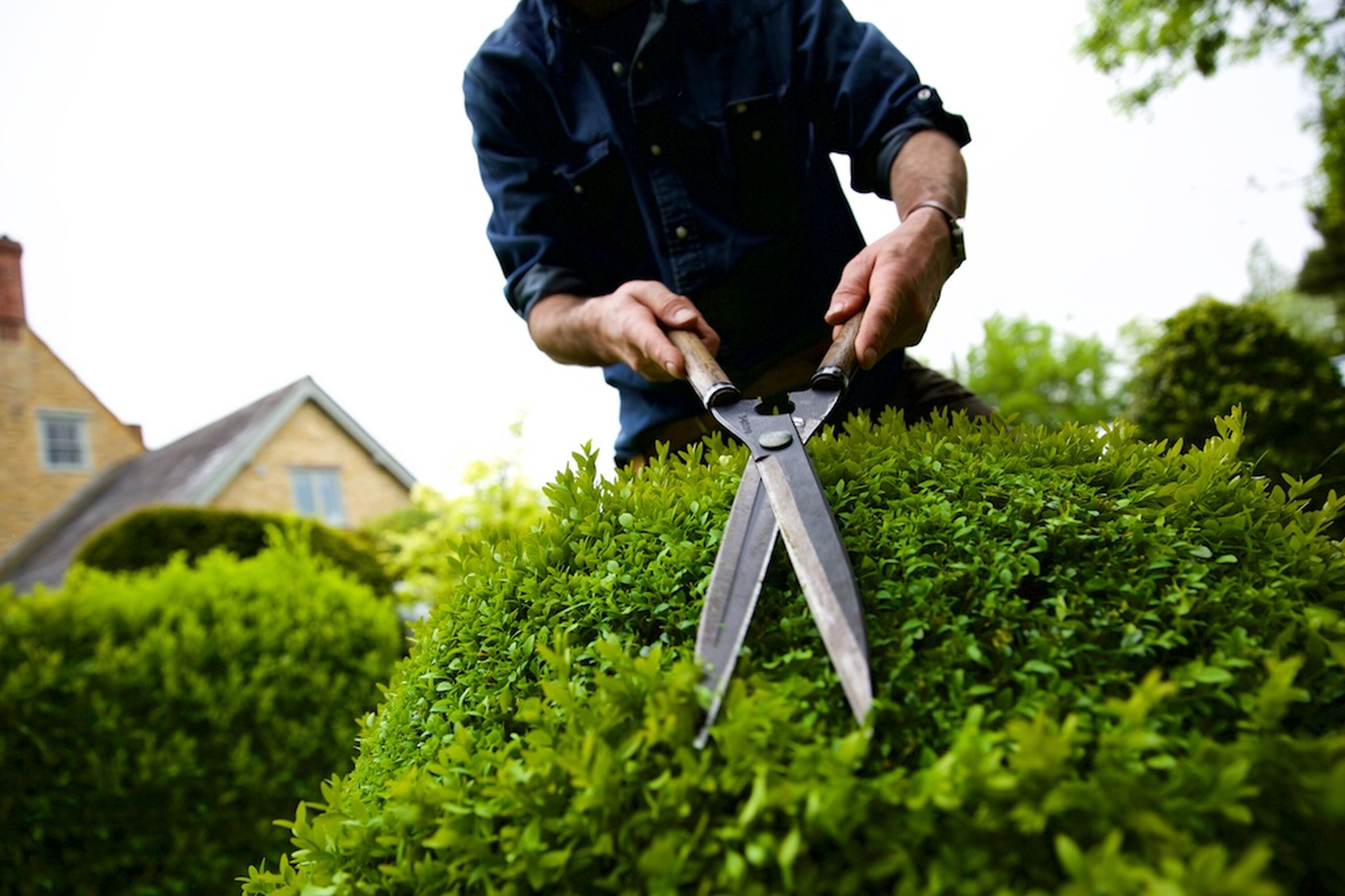 Niwaki Topiary Shears for box clipping